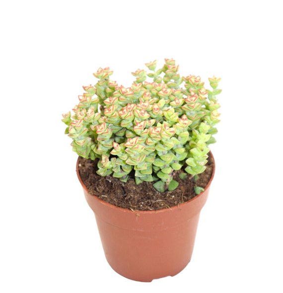 Crassula Tom Thumb 18cm 8.5cm Q1264