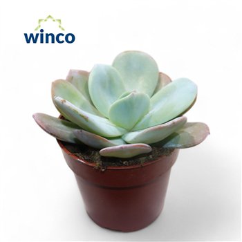 Echeveria Lauii Hybride1 pp 1 fl 15cm 8.5cm Q1510