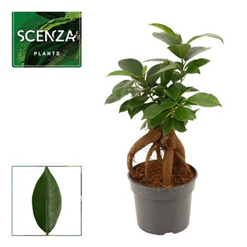 Fikus microcarpa ginseng Retusa 9cm 20cm 9cm Q2786