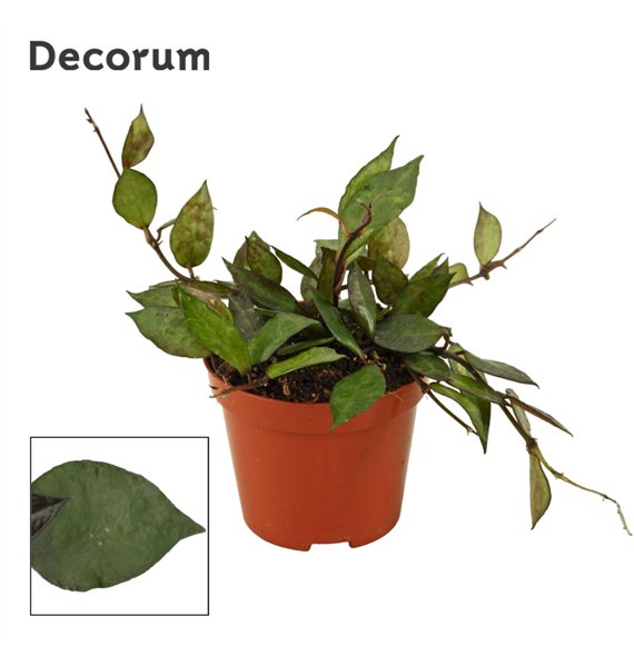 Hoya krohniana black leaves 9 cm Black Leaves (Decorum) 5 0 - 7 4 1 pp 5cm 9cm Q3008