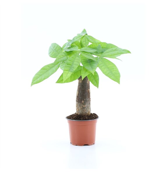 Pachira aquatica Aquatica rechte stem 1 pp 25cm 9cm Q4300