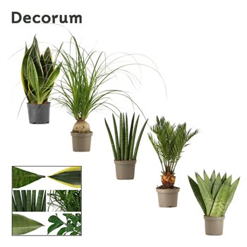 Groene plants mix Groenmix 9 cm (Decorum) 1 pp 20cm 9cm Q4991