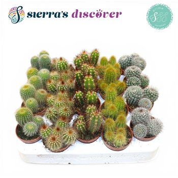 Kaktus mix Sierras® - Granada Mix (Prime)1 pp 12cm 5.5cm Q867