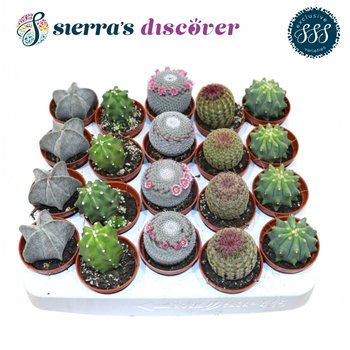 Kaktus mix Sierras® - Bilbao Mix (Exclusive)1 pp 12cm 5.5cm Q869
