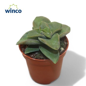 Crassula springtime 12cm 5.5cm Q1093