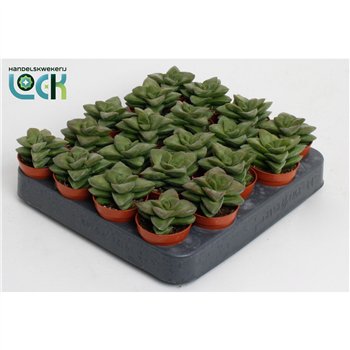 Crassula springtime Spring Time 8cm 5.5cm Q1150