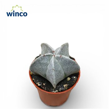 Astrophytum myriostigma 12cm 5.5cm Q1182