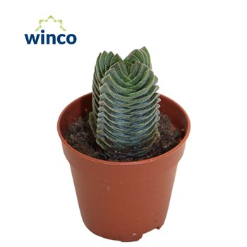 Crassula Buddhas Temple 10cm 5.5cm Q1273