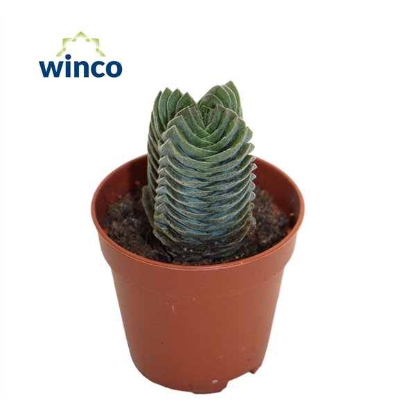 Crassula Buddhas Temple 10cm 5.5cm Q1273