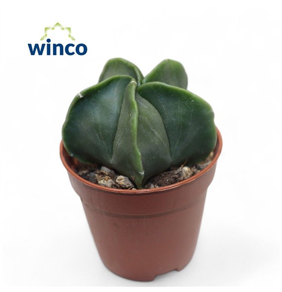 Astrophytum myriostigma Nudim 12cm 5.5cm Q1389