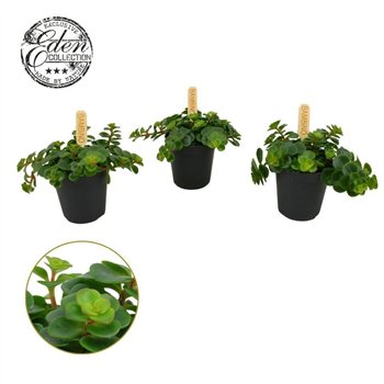 Sedum makinoi kosmosje Tornado 5 5cm 3 pp 10cm 5.5cm Q1756