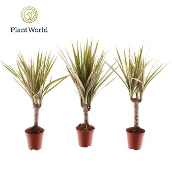 Dracena marg  bicolor Tiny Tummy Bicolor 1 pp 30cm 5.5cm Q2360
