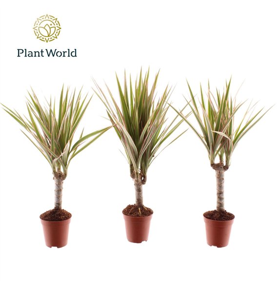 Dracena marg  bicolor Tiny Tummy Bicolor 1 pp 30cm 5.5cm Q2360