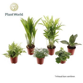 Miks lončnic green Tiny Happy Family Comfort mix 5-6 kinds 1 pp 25cm 5.5cm Q4970