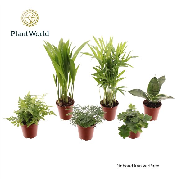 Miks lončnic green Tiny Happy Family Comfort mix 5-6 kinds 1 pp 25cm 5.5cm Q4970