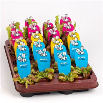 Vleesetende plants mix 10cm 5.5cm Q4985