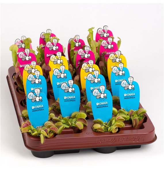 Vleesetende plants mix 10cm 5.5cm Q4985