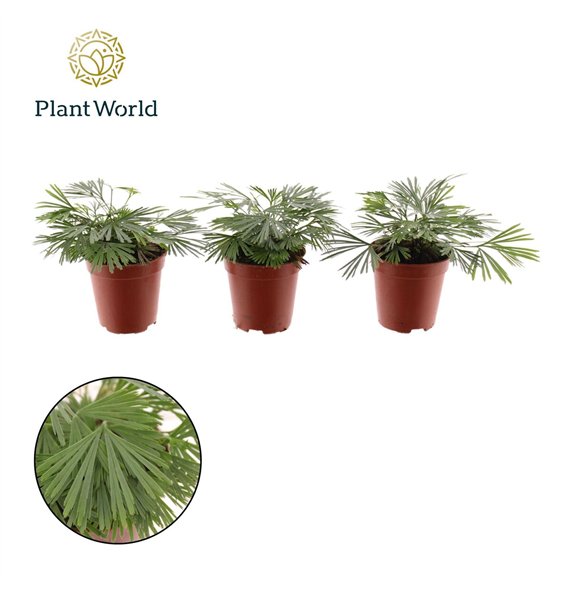 Varens Tiny Actiniopteris australis 10cm 5.5cm Q5251