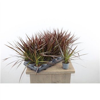 Dracena marg  magenta 30cm 8.5cm Q2609