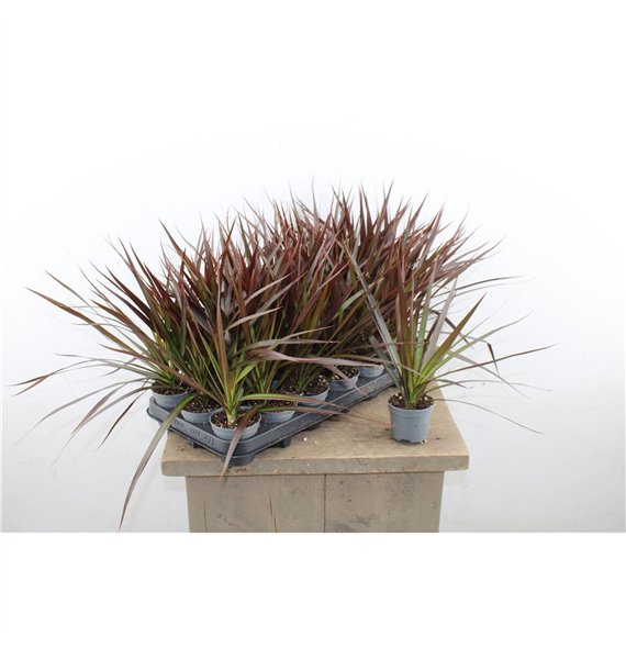 Dracena marg  magenta 30cm 8.5cm Q2609