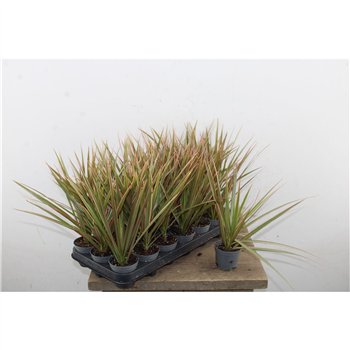 Dracena marg  bicolor 30cm 8.5cm Q2610