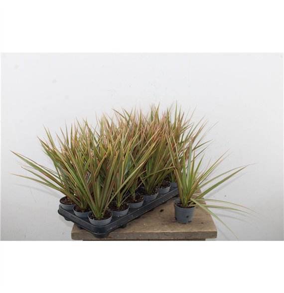 Dracena marg  bicolor 30cm 8.5cm Q2610