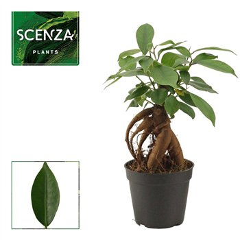 Fikus microcarpa ginseng Ginseng 7 cm Retusa 1 pp 20cm 7cm Q2709