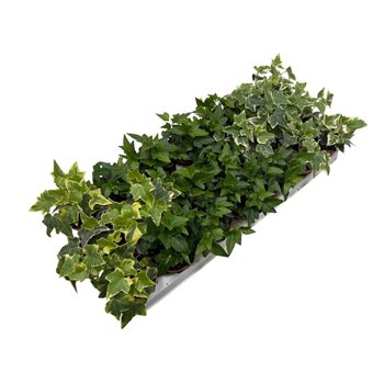 Hedera helix mix gemengd5 0 - 7 4 cm 6 pp 5cm 8.5cm Q2924