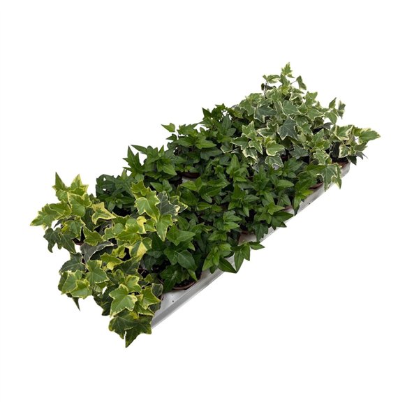 Hedera helix mix gemengd5 0 - 7 4 cm 6 pp 5cm 8.5cm Q2924