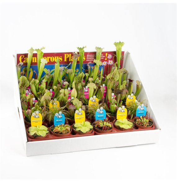 Vleesetende plants Vleeseters mix in showbox 25cm 8.5cm Q4998