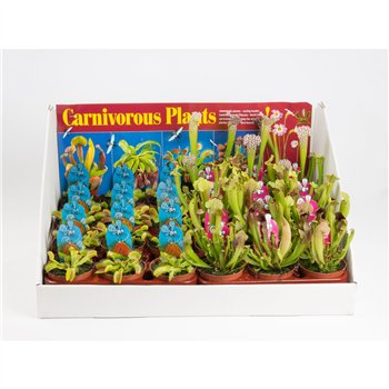 Vleesetende plants Italiaanse mix in showbox 25cm 8.5cm Q4999