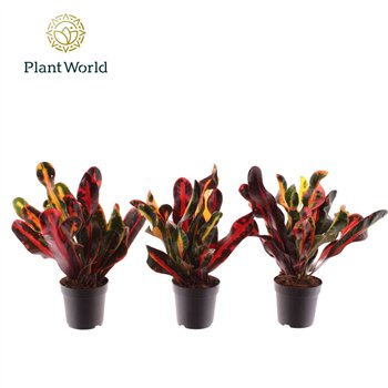 Kroton variegatum mammi Croton Mammi kopstek 7 cm 1 pp 20cm 7cm Q2159