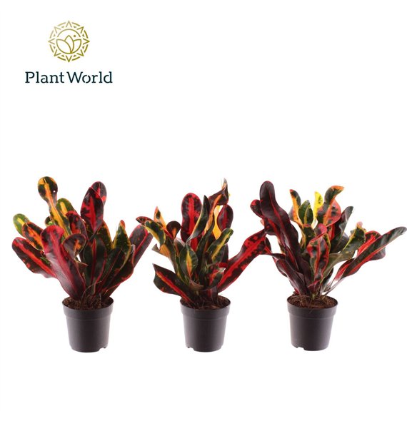 Kroton variegatum mammi Croton Mammi kopstek 7 cm 1 pp 20cm 7cm Q2159