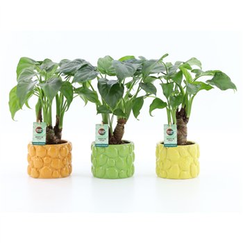 Alokazija cucullata Cucullata on stem in Dolce Frutta 1 pp 50cm 15cm Q235