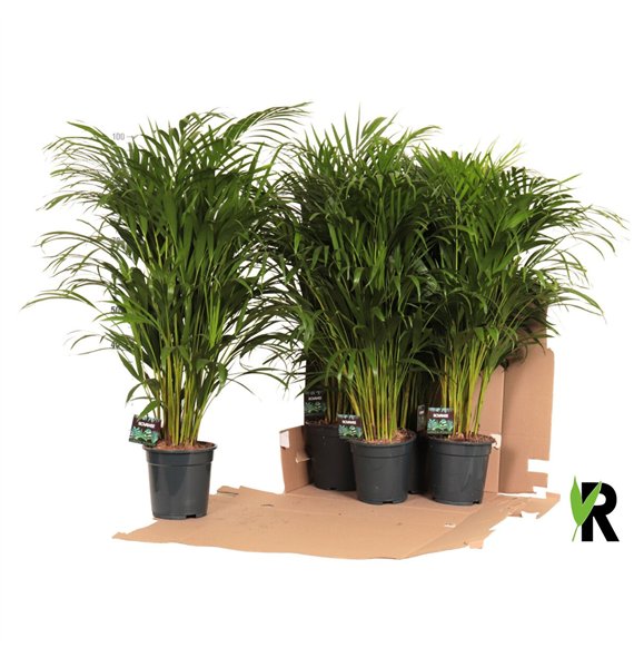 Palma Dypsis lutescens in fust 352 1 pp 90cm 19cm Q2618