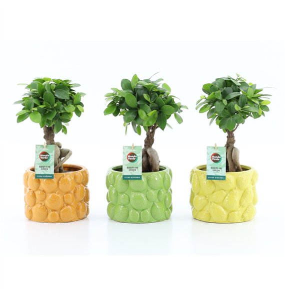 Fikus microcarpa ginseng micr  Ginseng in La Dolce Frutta 1 pp 30cm 15cm Q2771