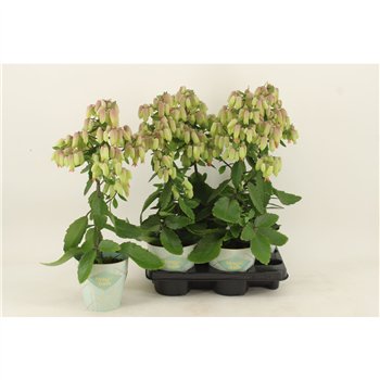 Kalanhoja magic bell geel Magic Bellspp 55cm 14cm Q3242