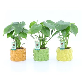Monstera deliciosa in La Dolce Frutta 2 pp 45cm 15cm Q3516