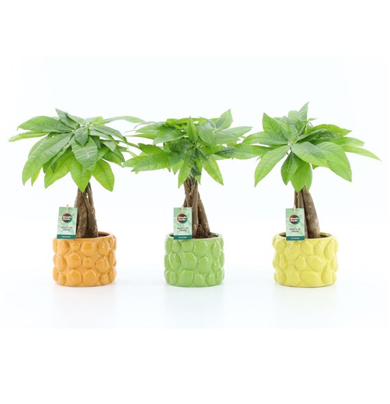 Pachira aquatica Aquatica braided stem in Dolce Frutta 5 pp 50cm 15cm Q4303