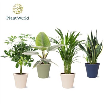 Miks lončnic Groenmix Jamaica in pot Coco collectie Top Blend 1 pp 45cm 14cm Q4989