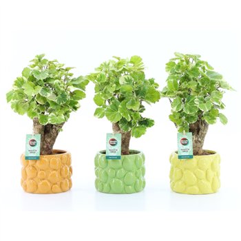 Polyscias balfourii Balfouriana in Dolce Frutta 1 pp 40cm 15cm Q5071