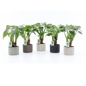 Alokazija cucullata Cucullata on stem in Classic Stone 1 pp 50cm 14cm Q236