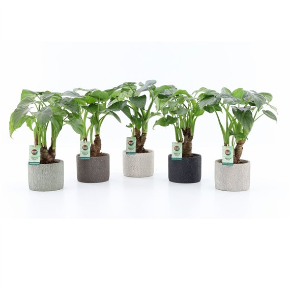 Alokazija cucullata Cucullata on stem in Classic Stone 1 pp 50cm 14cm Q236