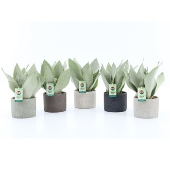 Taščin jezik - Sanseveria trifasciata moonshine Moonshine in Classic Stone 3 pp 35cm 14cm Q1868