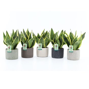 Taščin jezik - Sanseveria trifasciata futura superba Futura Superba in Classic Stone 3 pp 35cm 14cm Q1913