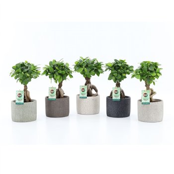Fikus microcarpa ginseng micr  Ginseng in Classic Stone 1 pp 30cm 14cm Q2753