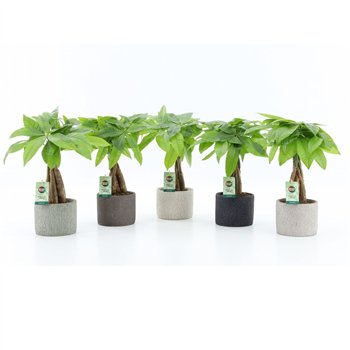 Pachira aquatica Aquatica braided stem in Classic Stone 5 pp 50cm 14cm Q4304