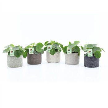 Pilea peperomioides Peperomioides in Classic Stone 1 pp 25cm 14cm Q4320