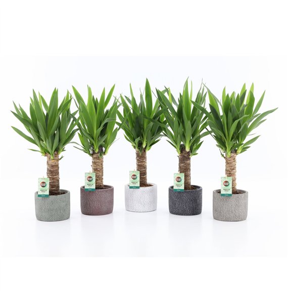 Juka 25 cm wood 3+ heads in Classic Stone 1 pp 50cm 14cm Q5201