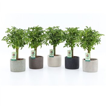 Šeflera arboricola luseana Luseana in Classic Stone 2 pp 40cm 14cm Q5478